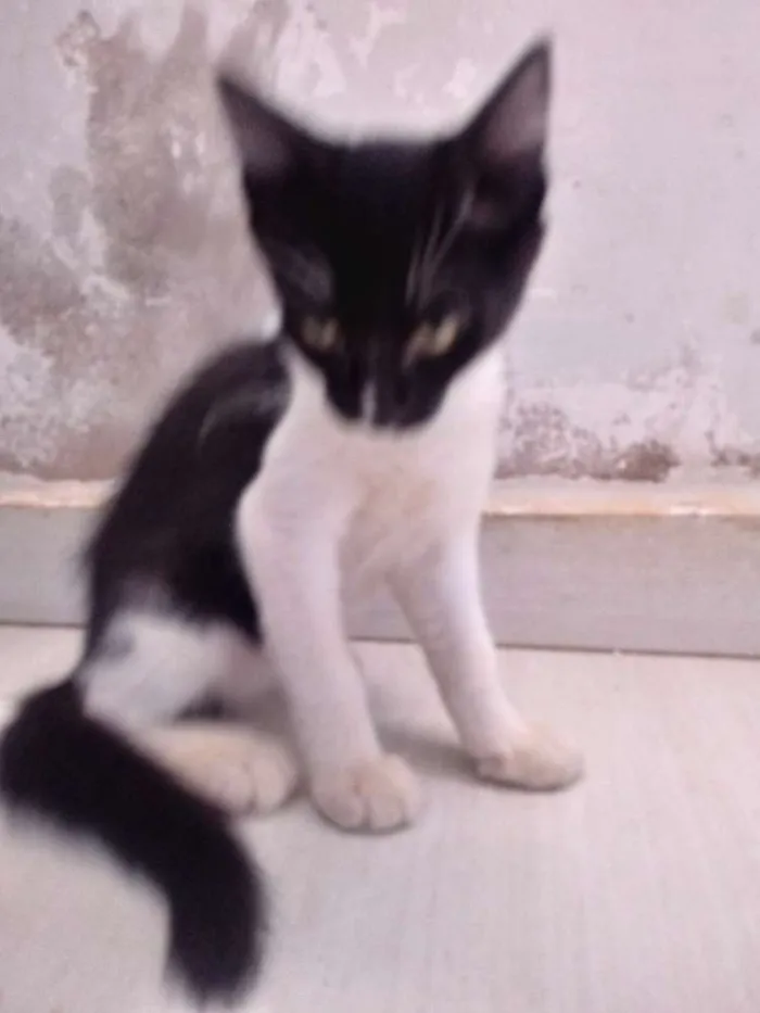 Gato raça Viralata idade 2 a 6 meses nome Pretinho