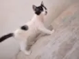 Nina