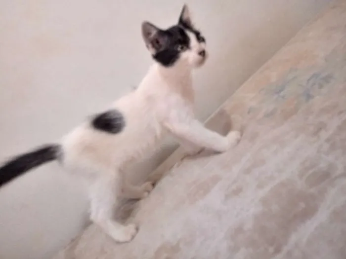 Gato raça Viralata idade 2 a 6 meses nome Nina