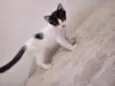 Nina