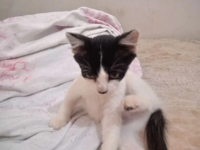 Gato raça Viralata idade 2 a 6 meses nome Nina
