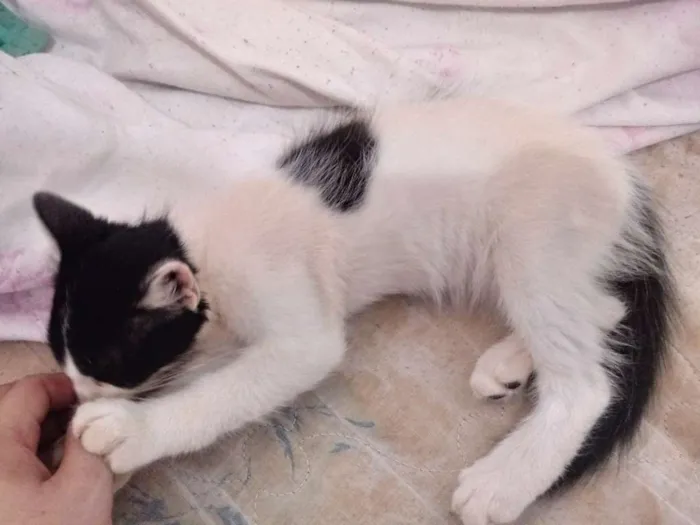 Gato raça Viralata idade 2 a 6 meses nome Nina