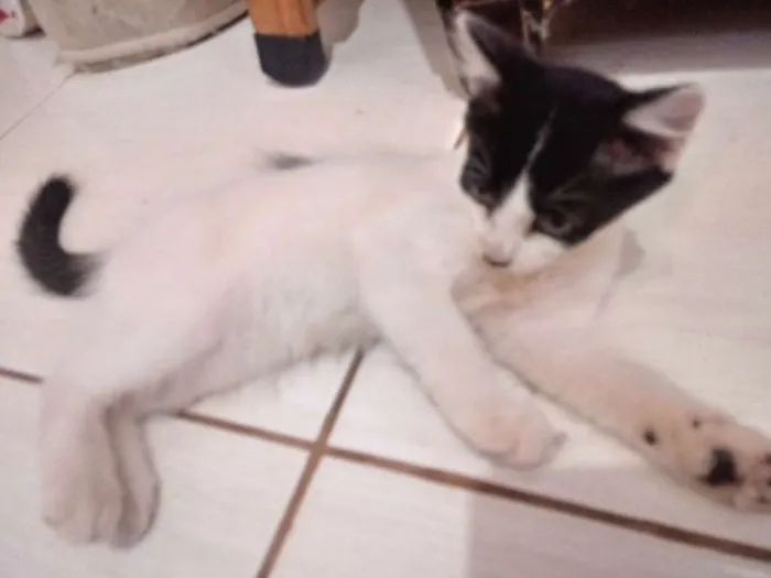 Gato raça Viralata idade 2 a 6 meses nome Nina