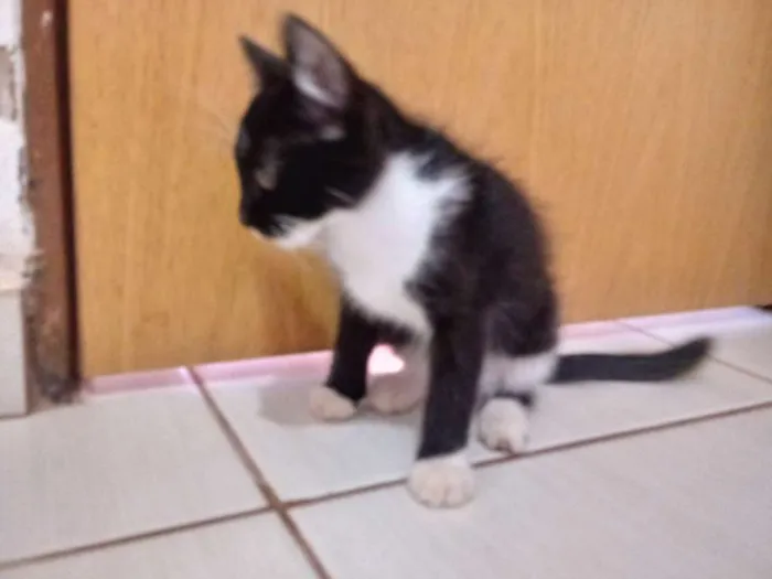 Gato raça Viralata idade 2 a 6 meses nome Preta 