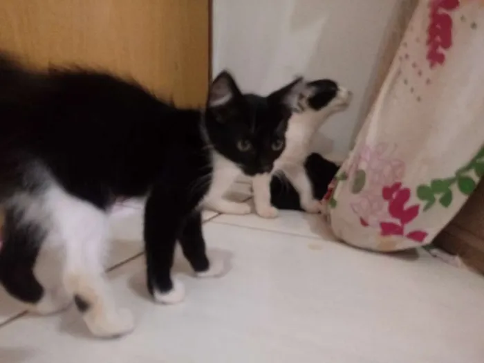 Gato raça Viralata idade 2 a 6 meses nome Preta 