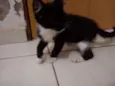 Preta 