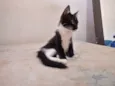 Preta 