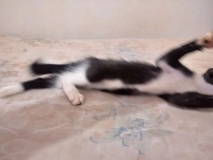 Gato raça Viralata idade 2 a 6 meses nome Preta 