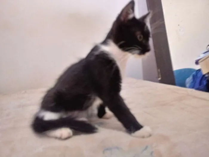 Gato raça Viralata idade 2 a 6 meses nome Preta 