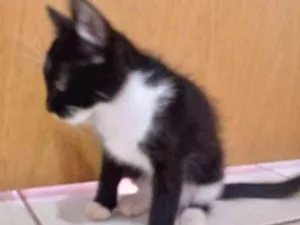 Gato raça Viralata idade 2 a 6 meses nome Preta 