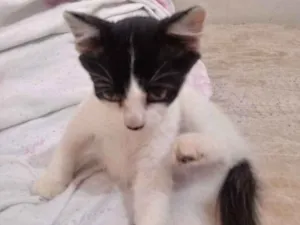 Gato raça Viralata idade 2 a 6 meses nome Nina
