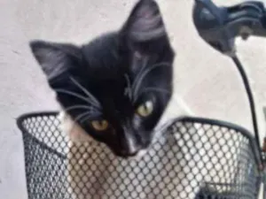 Gato raça Viralata idade 2 a 6 meses nome Pretinho