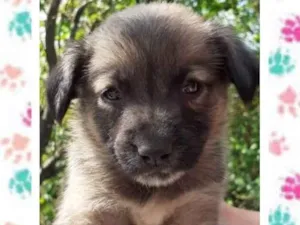 Cachorro raça SRD idade Abaixo de 2 meses nome Mel