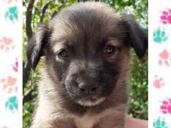 Cachorro ra a SRD idade Abaixo de 2 meses nome Mel