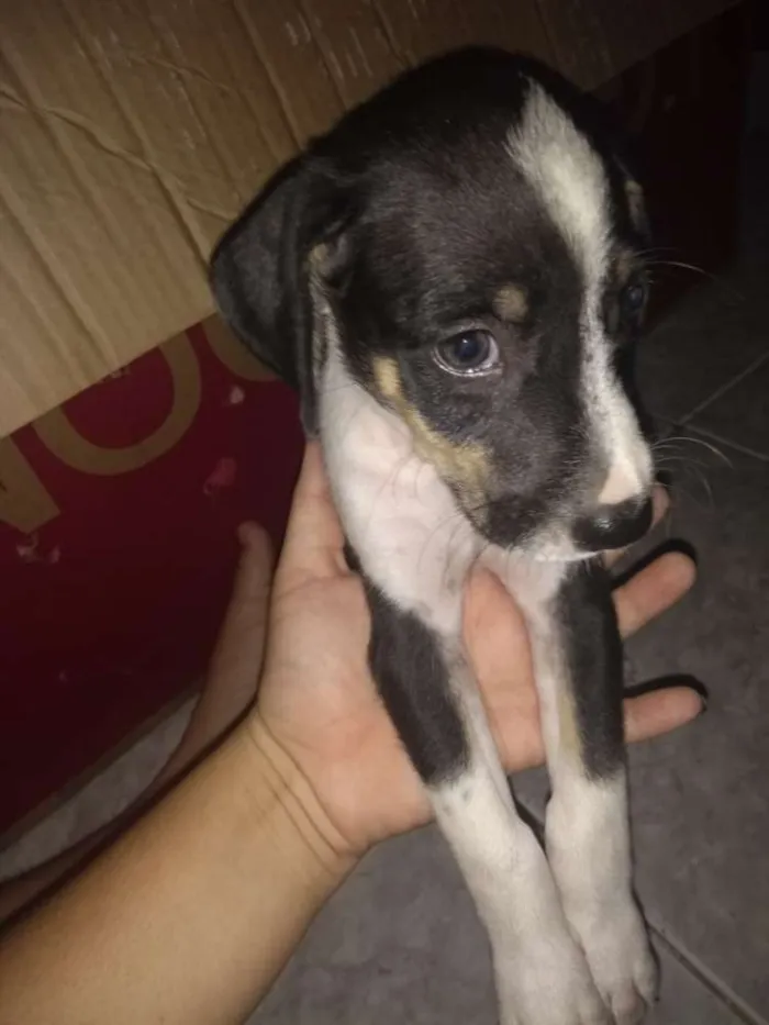 Cachorro ra a Pastor alemão com vira lata idade 2 a 6 meses nome Sem nome