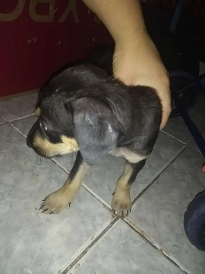 Cachorro ra a Pastor alemão com vira lata idade 2 a 6 meses nome Sem nome