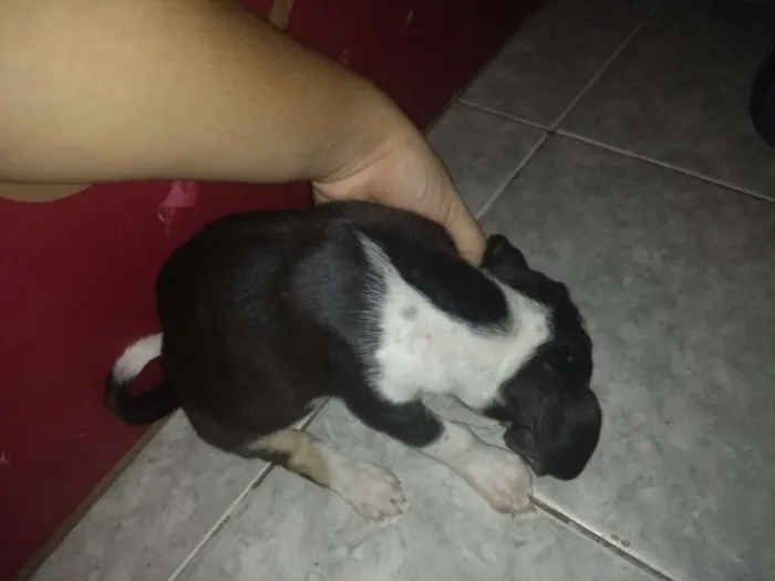 Cachorro ra a Pastor alemão com vira lata idade 2 a 6 meses nome Sem nome