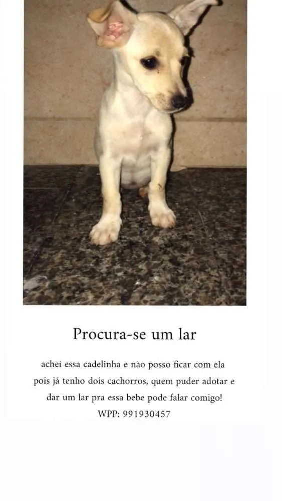 Cachorro ra a Vira lata idade 2 a 6 meses nome Betina