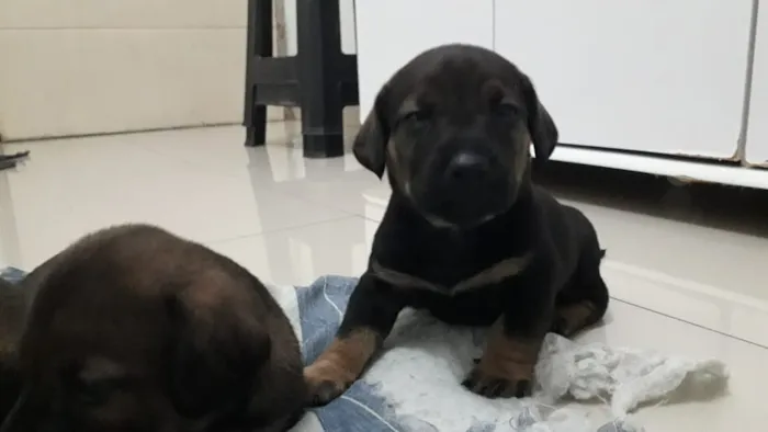 Cachorro ra a Virá latas idade 2 a 6 meses nome Sem nomes
