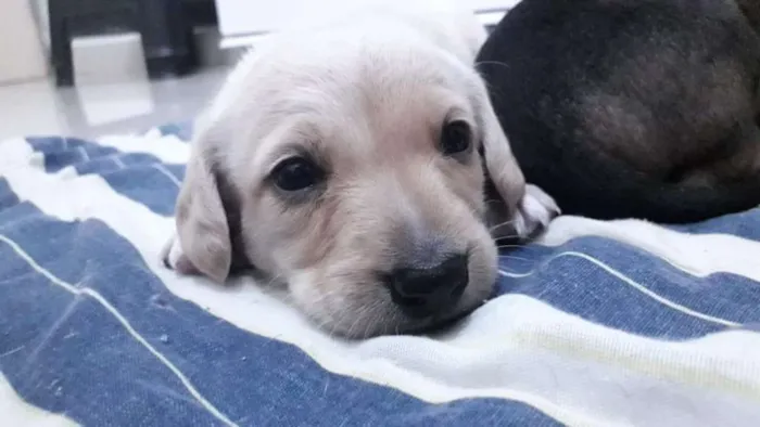 Cachorro ra a Virá latas idade 2 a 6 meses nome Sem nomes