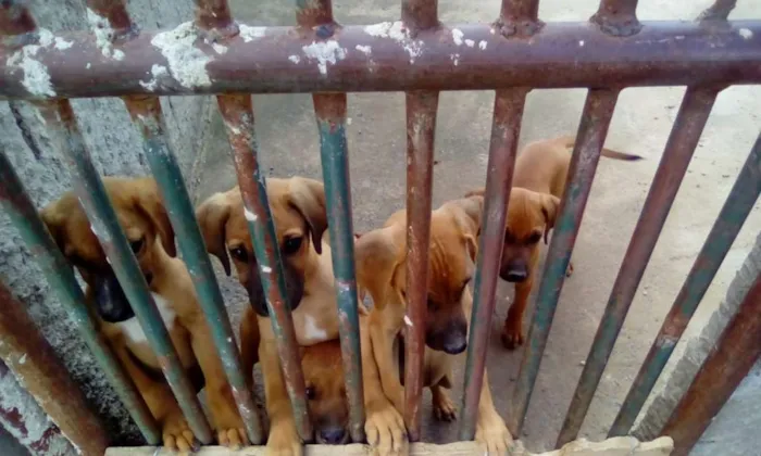 Cachorro ra a SRD idade 2 a 6 meses nome nao tem ainda