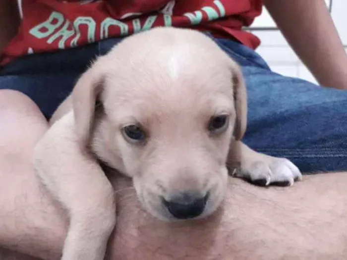 Cachorro ra a Virá latas idade 2 a 6 meses nome Sem nomes