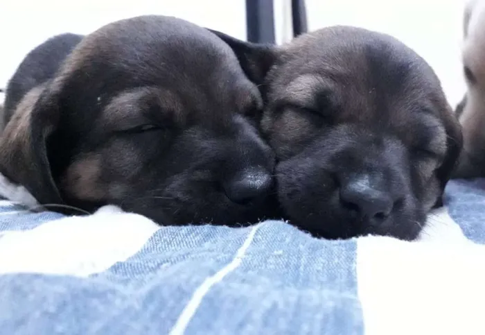 Cachorro ra a Virá latas idade 2 a 6 meses nome Sem nomes