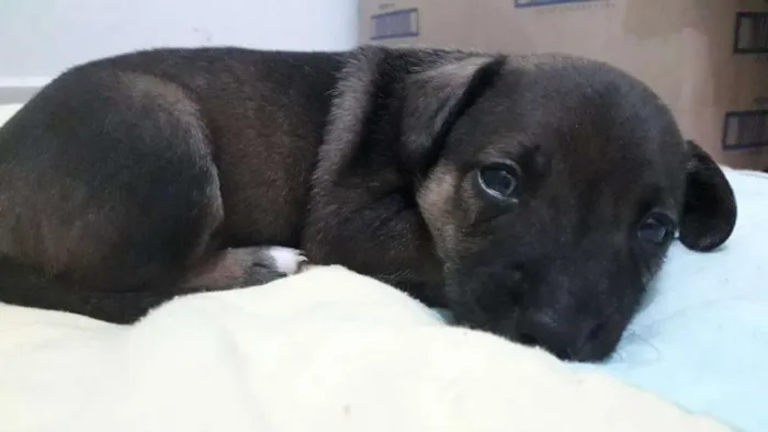 Cachorro ra a Virá latas idade 2 a 6 meses nome Sem nomes