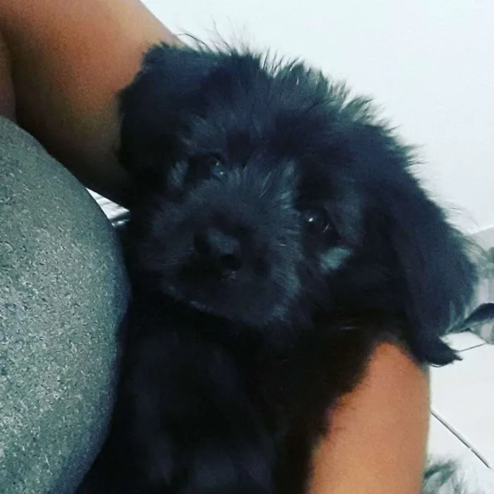 Cachorro ra a Vira lata  idade 2 a 6 meses nome Thayson