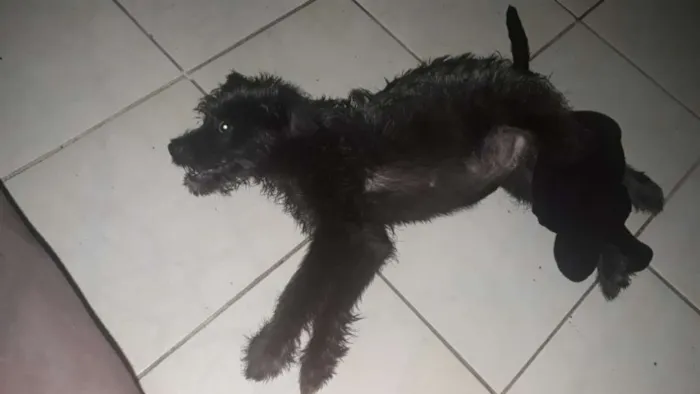 Cachorro ra a Vira lata  idade 2 a 6 meses nome Thayson