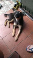 Patinha