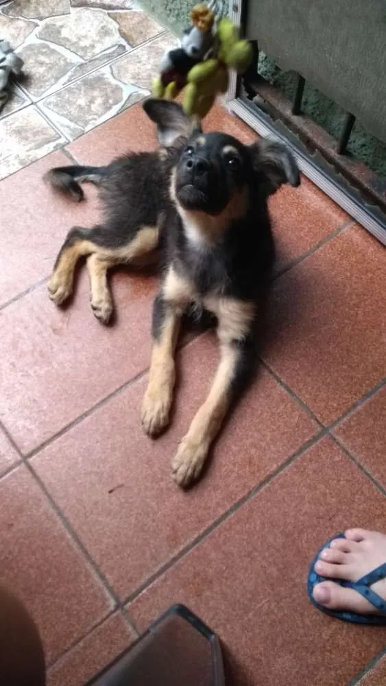 Cachorro ra a Vira lata idade 2 a 6 meses nome Patinha