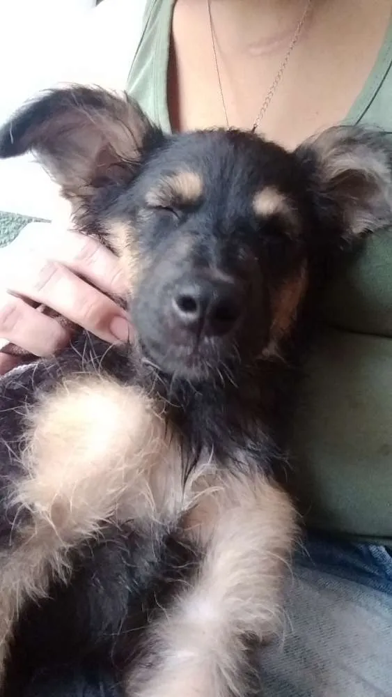 Cachorro ra a Vira lata idade 2 a 6 meses nome Patinha