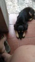 Patinha