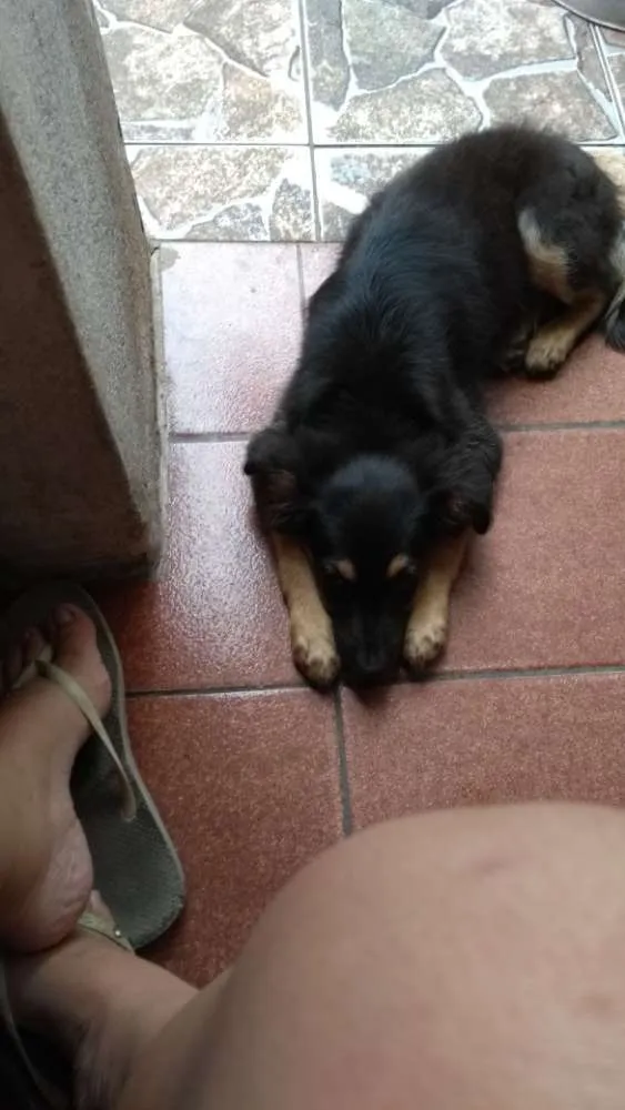 Cachorro ra a Vira lata idade 2 a 6 meses nome Patinha