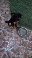 Patinha