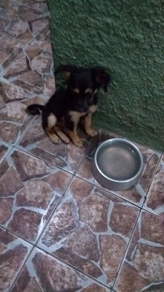 Cachorro ra a Vira lata idade 2 a 6 meses nome Patinha
