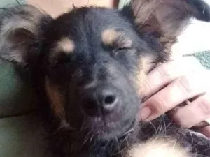 Cachorro raça Vira lata idade 2 a 6 meses nome Patinha