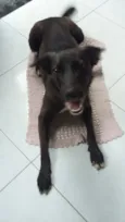 Buddy