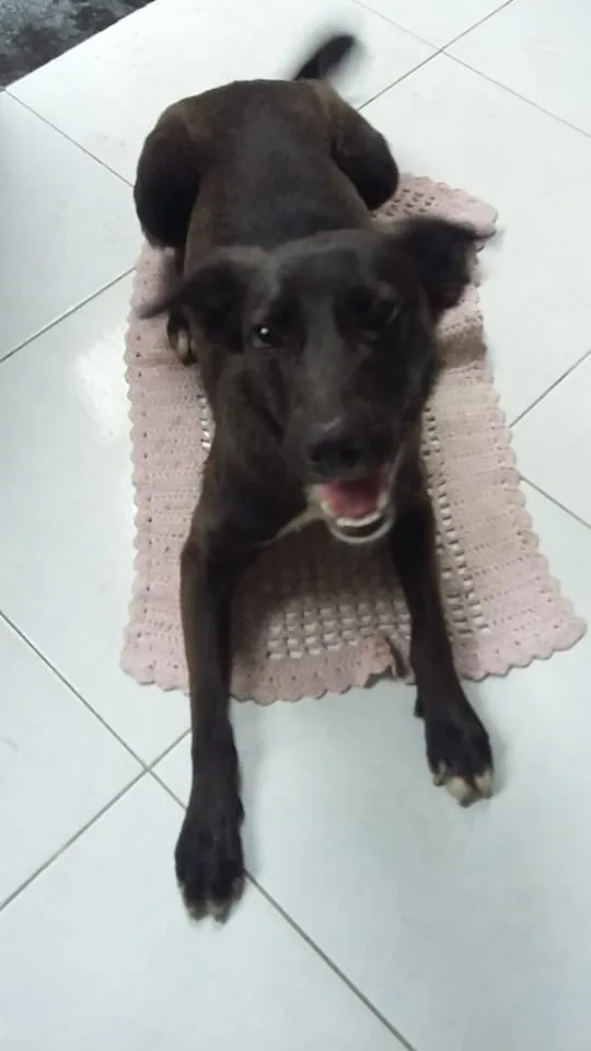 Cachorro ra a srd idade 1 ano nome Buddy
