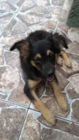 Patinha