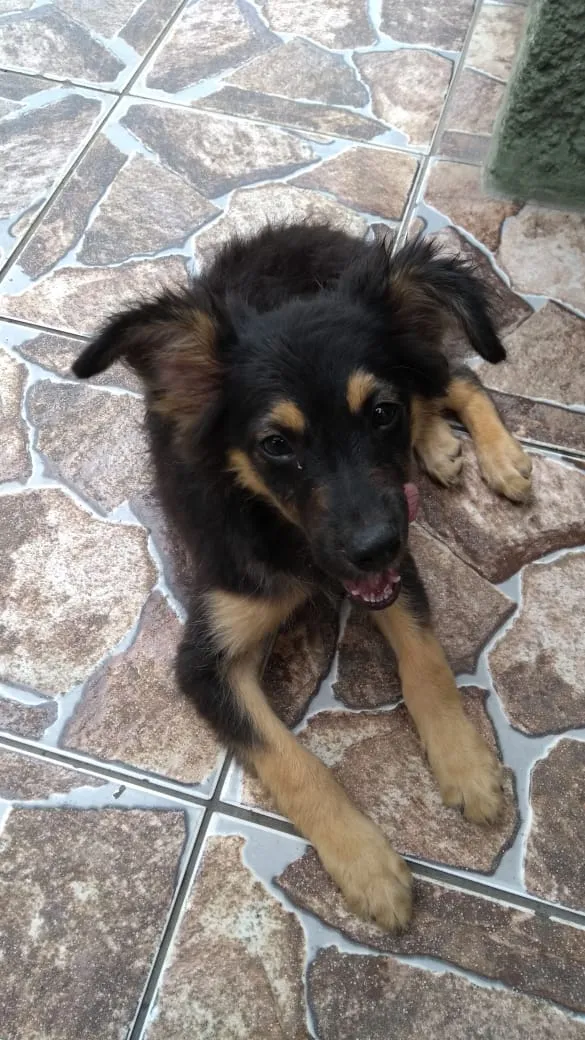 Cachorro ra a Vira lata idade 2 a 6 meses nome Patinha