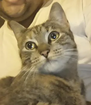 Gato raça  idade 1 ano nome Natasha