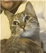Gato raça  idade 1 ano nome Natasha