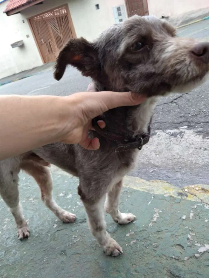 Cachorro ra a Desconhecido  idade 2 a 6 meses nome Desconhecido