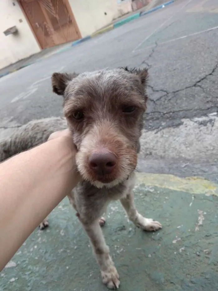 Cachorro ra a Desconhecido  idade 2 a 6 meses nome Desconhecido