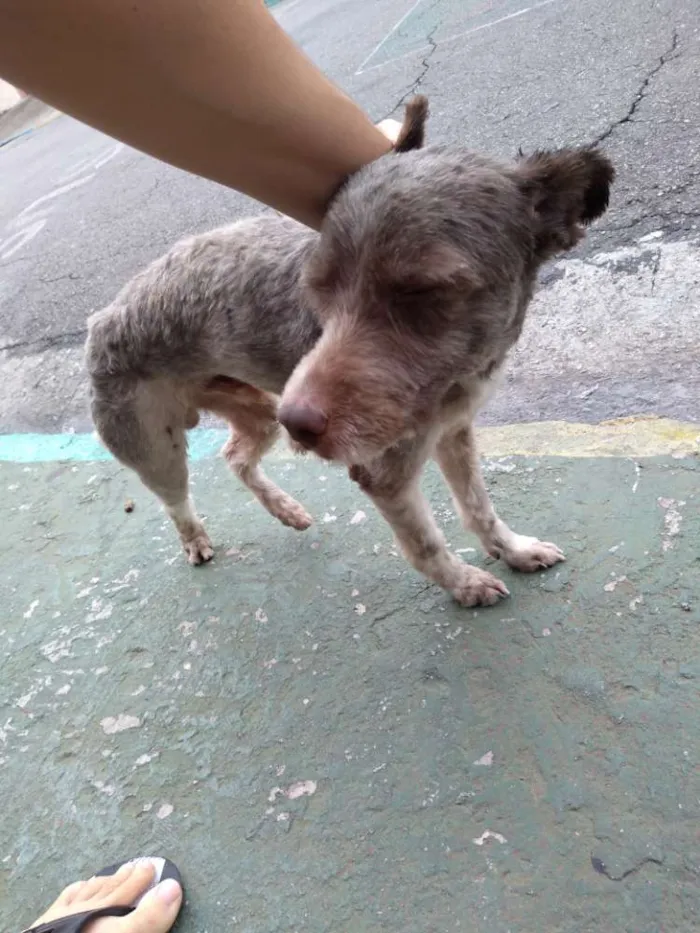 Cachorro ra a Desconhecido  idade 2 a 6 meses nome Desconhecido