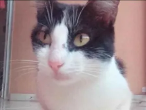 Gato raça ? idade 7 a 11 meses nome Ametista 