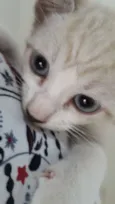 Isabel
