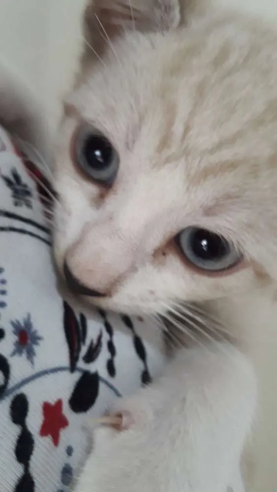Gato ra a Não sei idade 7 a 11 meses nome Isabel